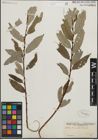 Foto von Salix humilis Marshall